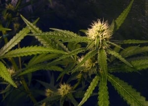Will Florida Honor an Out-of-State Prescription?